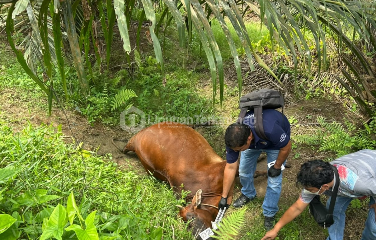 Alamak...!!! Lima Ekor Lembu Milik Warga Ditemukan Mati Diduga Diracun Di Perkebunan Serbalawan   