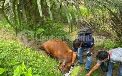 Alamak...!!! Lima Ekor Lembu Milik Warga Ditemukan Mati Diduga Diracun Di Perkebunan Serbalawan   